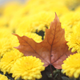 Illustration for article titled 76 Stunning Photos Of Fall Leaves